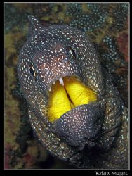 Yellowmouth Moray. Blamed in a recent finger biting incid... by Brian Mayes 